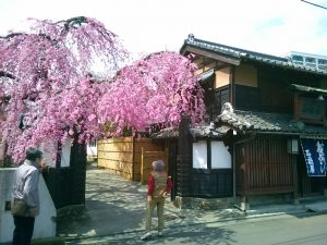 石橋屋さんの枝垂れ桜その１