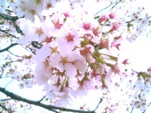 大河原の桜